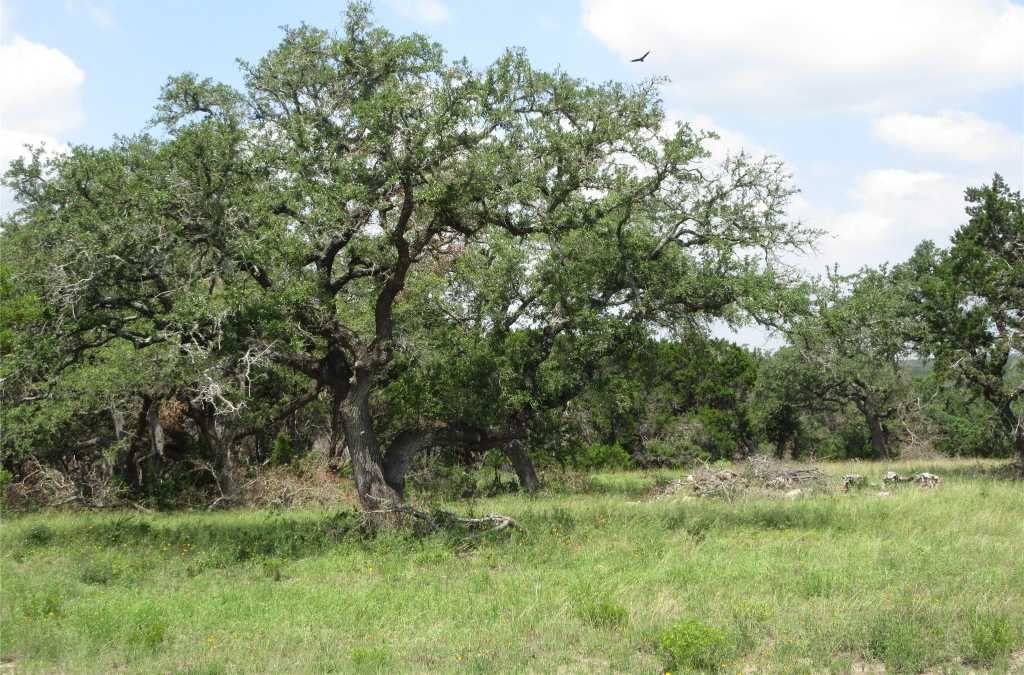 photo 2: Toro Pass, Wimberley TX 78676