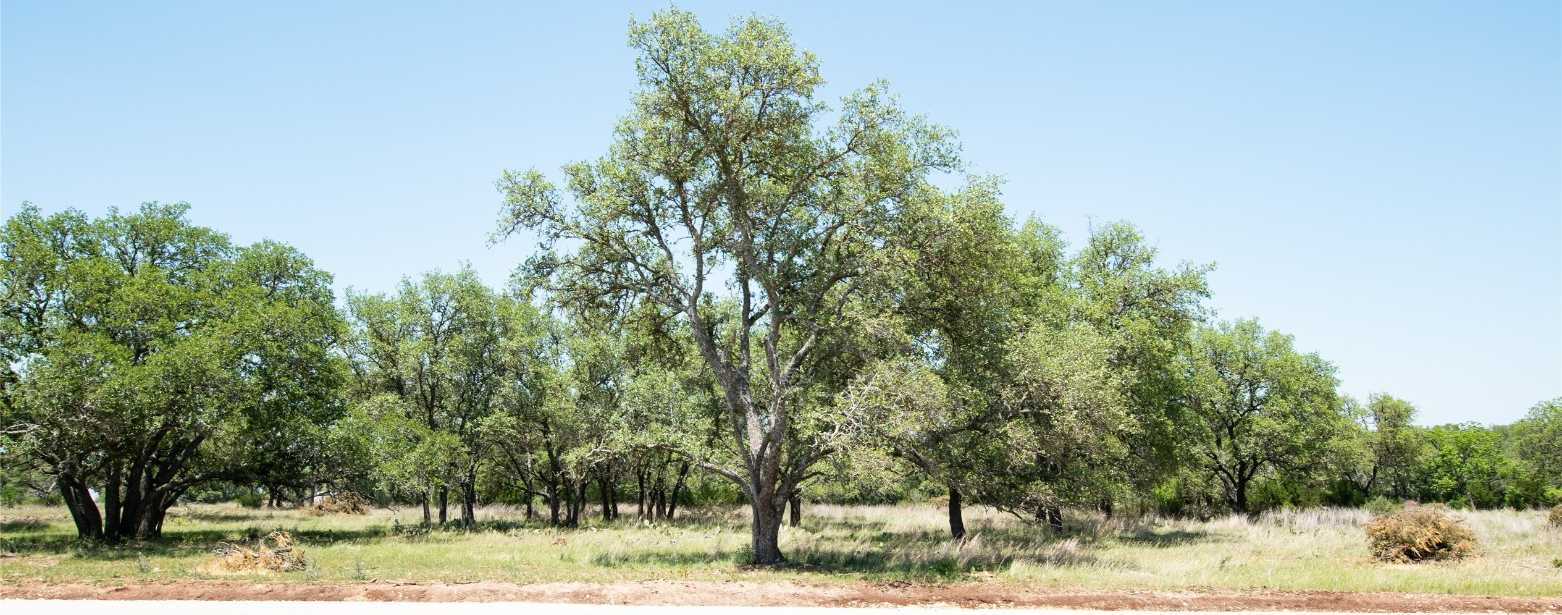 photo 2: Lot 82 Shin Oak Drive, Lampasas TX 76550