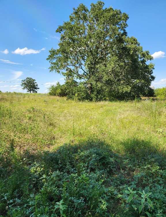 photo 3: Lot-2 Fm 2336, Bastrop TX 78602