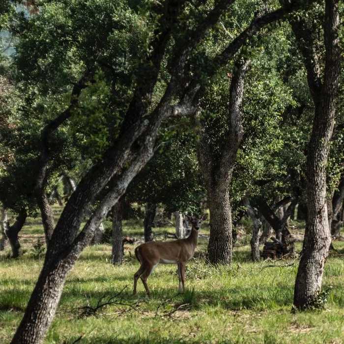 photo 33: 2531 Wayside Drive, Wimberley TX 78676