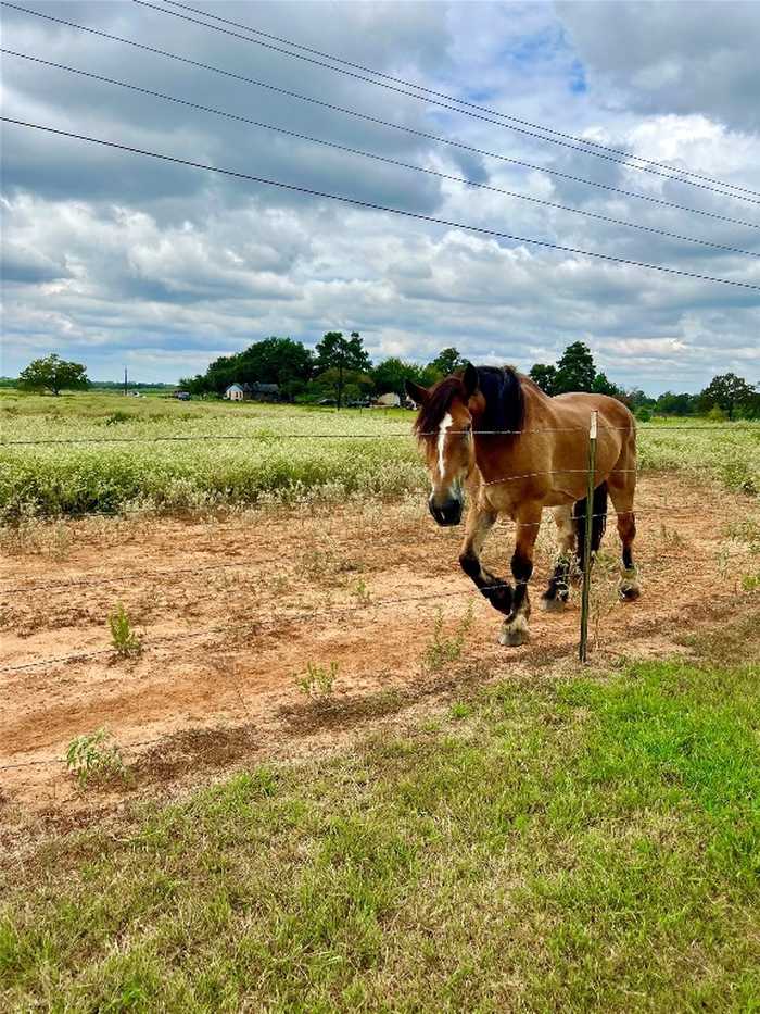 photo 2: 1286 County Road 446, Rockdale TX 76567