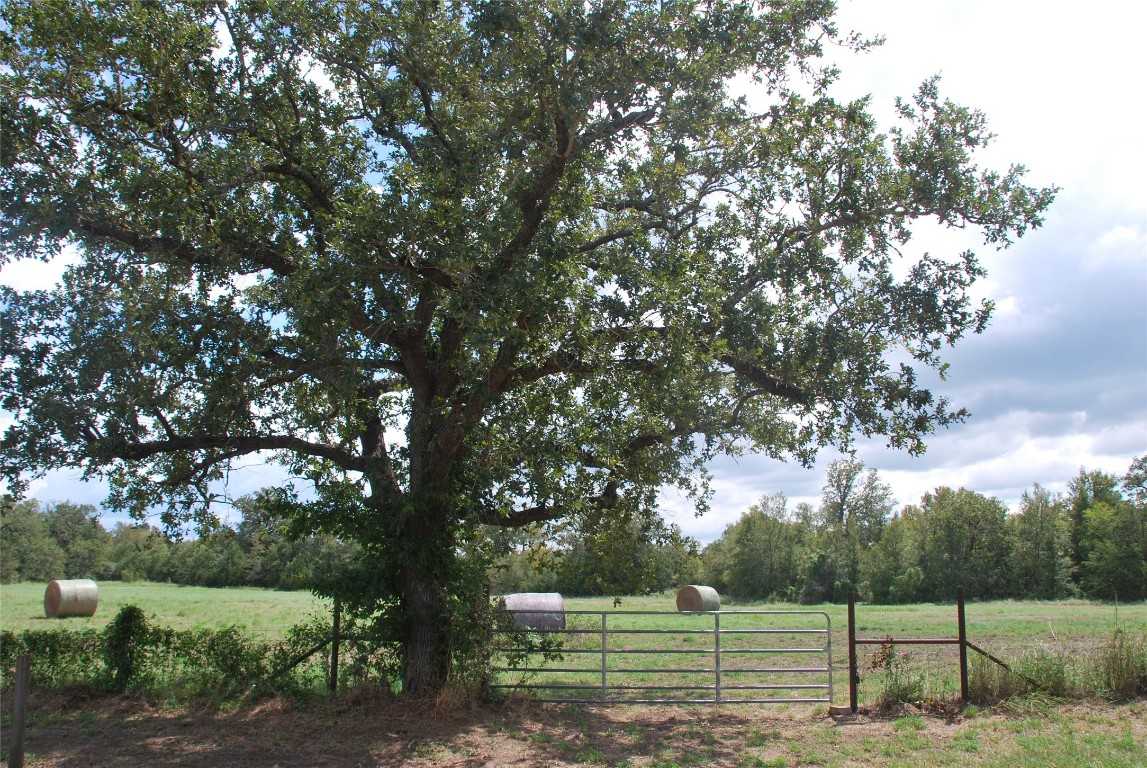 photo 3: 400 W Parker Road, Flatonia TX 78941