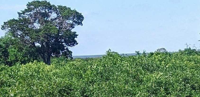 photo 1: County Rd 250, Burnet TX 78611