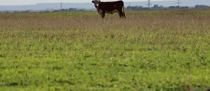 photo 1: FM 656, Turkey TX 79261