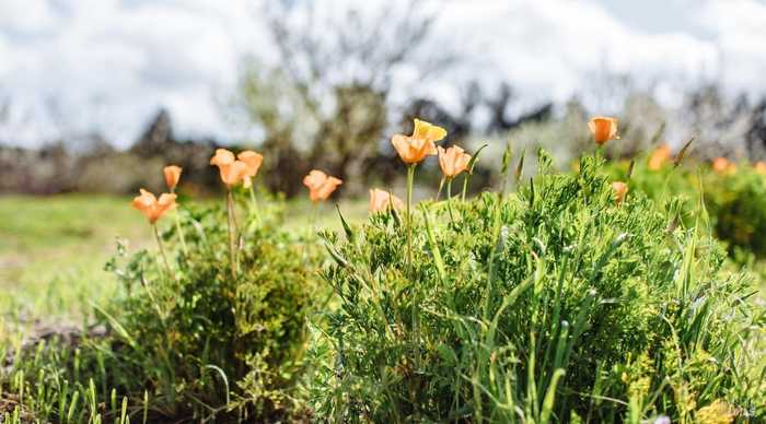 photo 24: 2034 Live Oak Farm Ln, Petaluma CA 94952