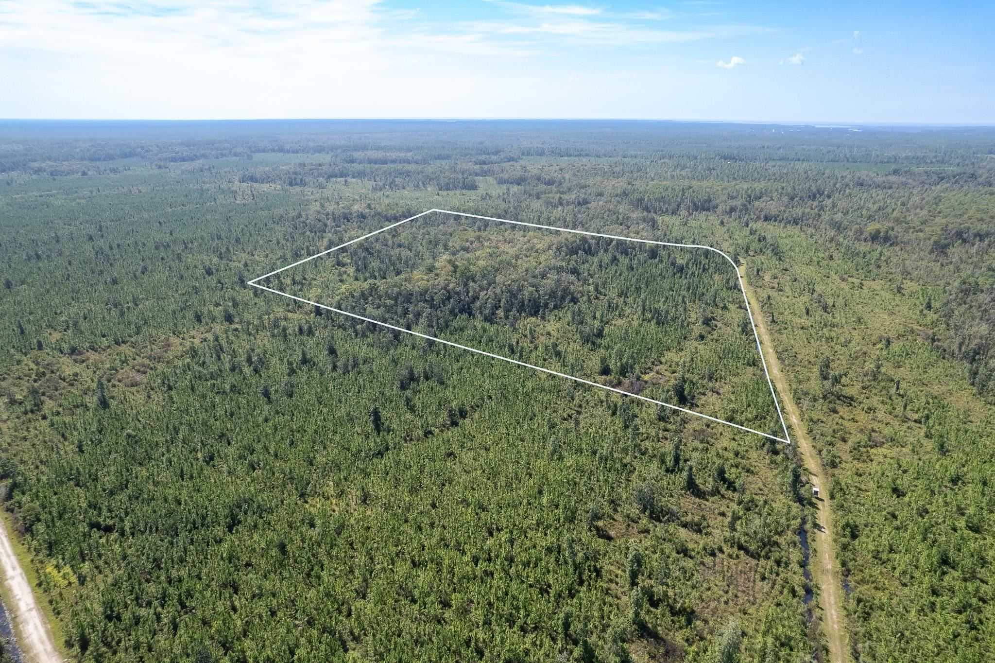 photo 2: Lot 4 Growing Timbers Road, Crawfordville FL 32327