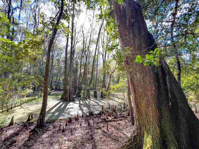 photo 21: xxxx LAKE IAMONIA ISLANDS Island, TALLAHASSEE FL 32312