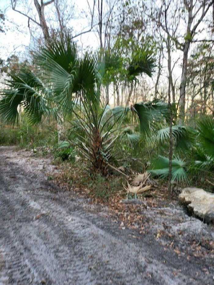 photo 2: xx River Plantation Road, CRAWFORDVILLE FL 32327