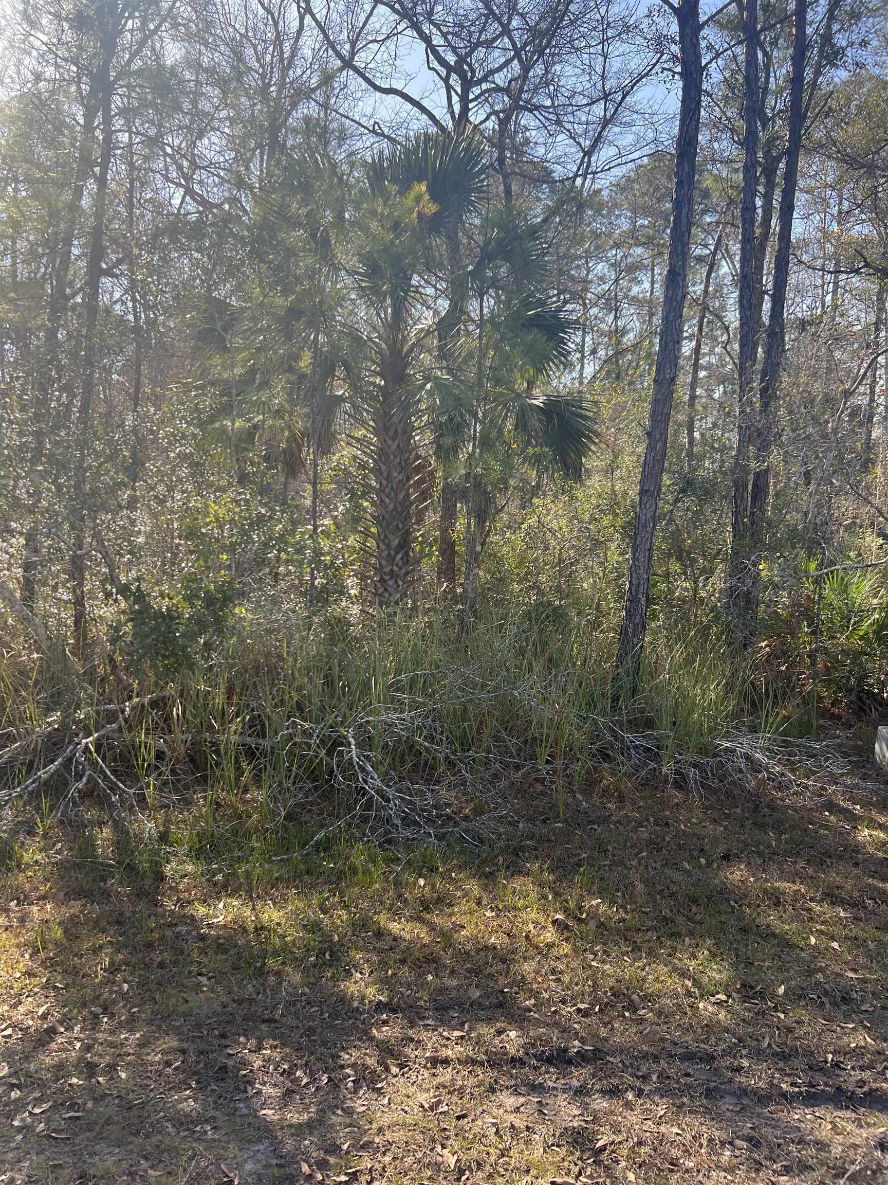 photo 3: XX Burnt Pine Loop, ST MARKS FL 32355