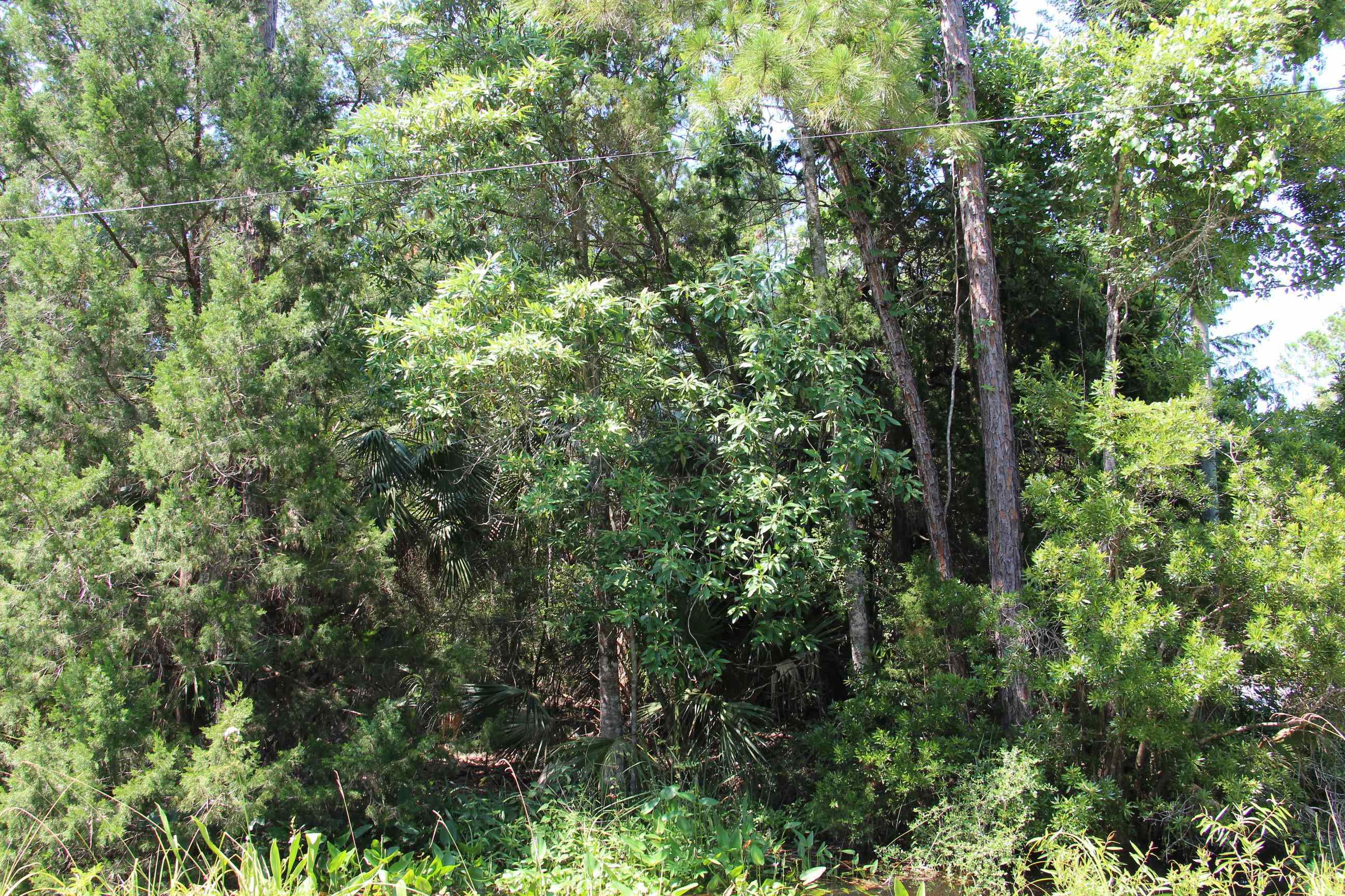 photo 3: Lot 1 Block A Hobbs Way, St Marks FL 32355