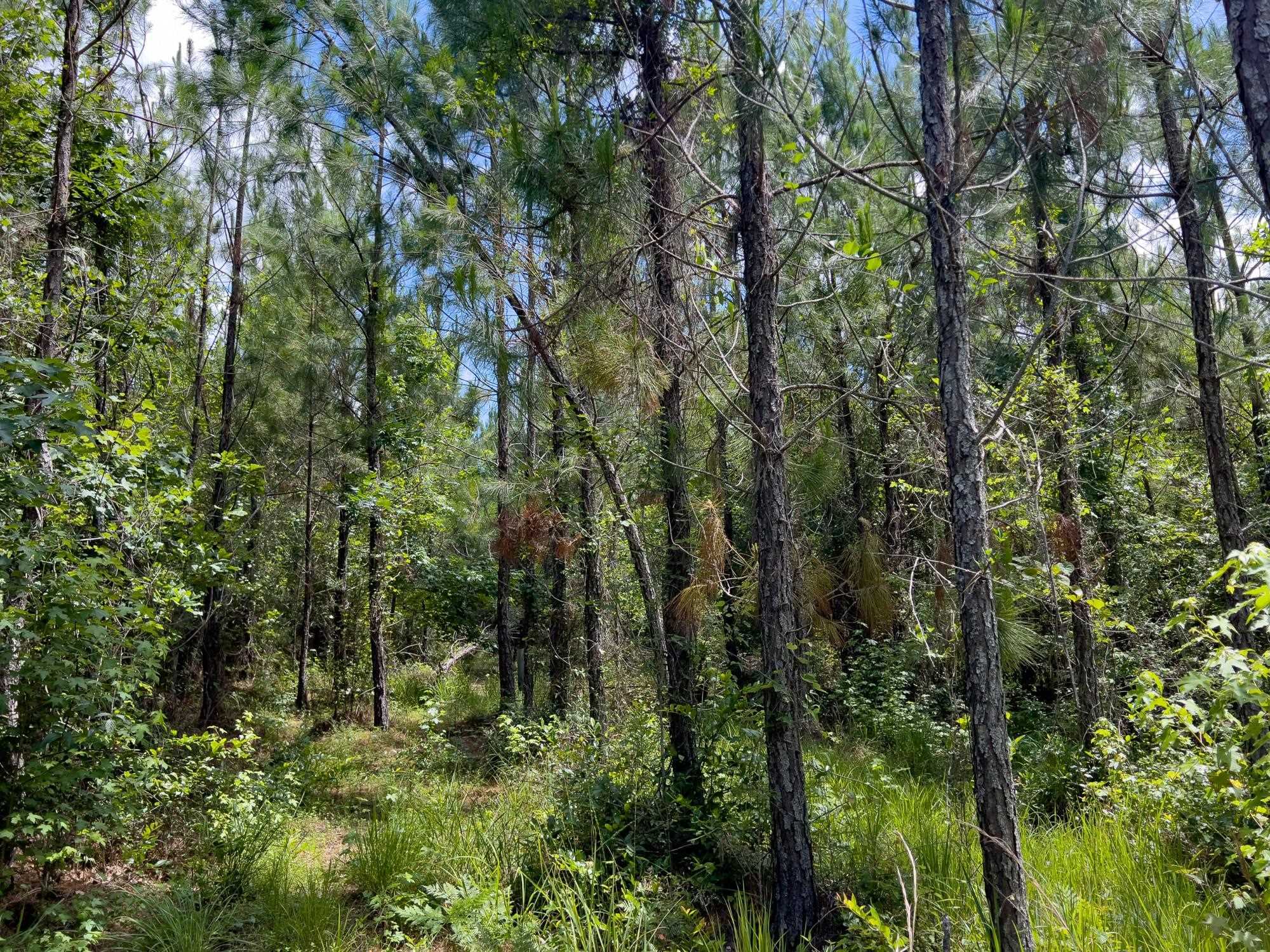 photo 2: 002 Brushy Hammock Road, MAYO FL 32066