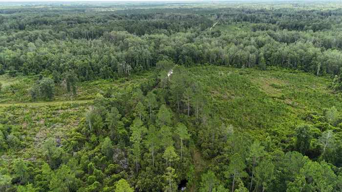 photo 42: Vacant Oneal Tram Road, LAMONT FL 32336