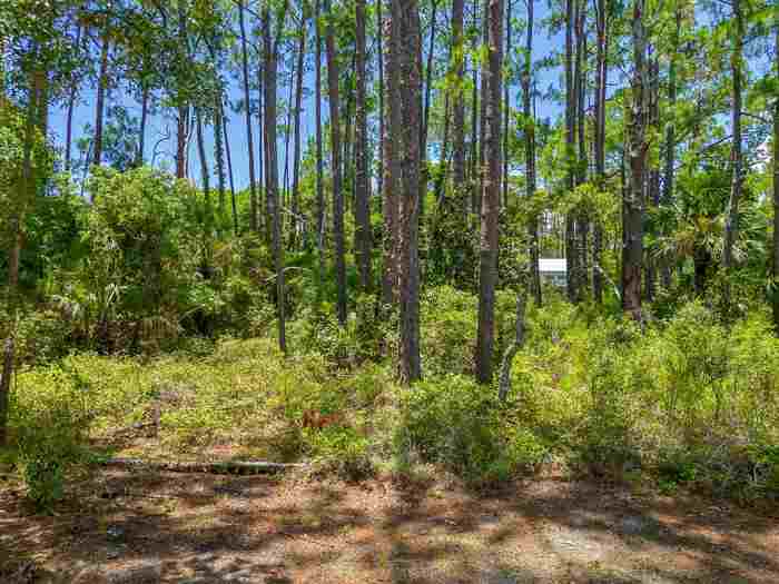 photo 2: Lot 24 Satilla Avenue, PANACEA FL 32346