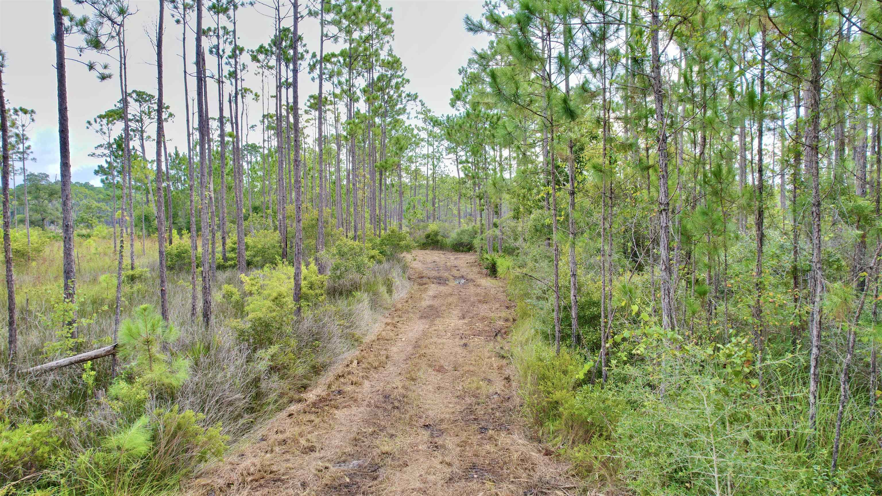 photo 2: XX Mill Road, Carrabelle FL 32322