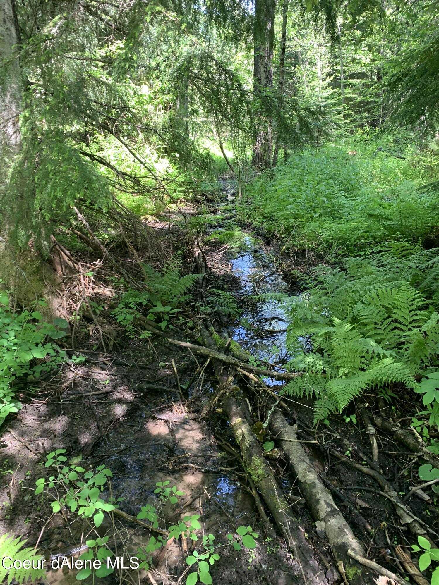 photo 3: NNA Pup Paw Trail, Priest River ID 83856