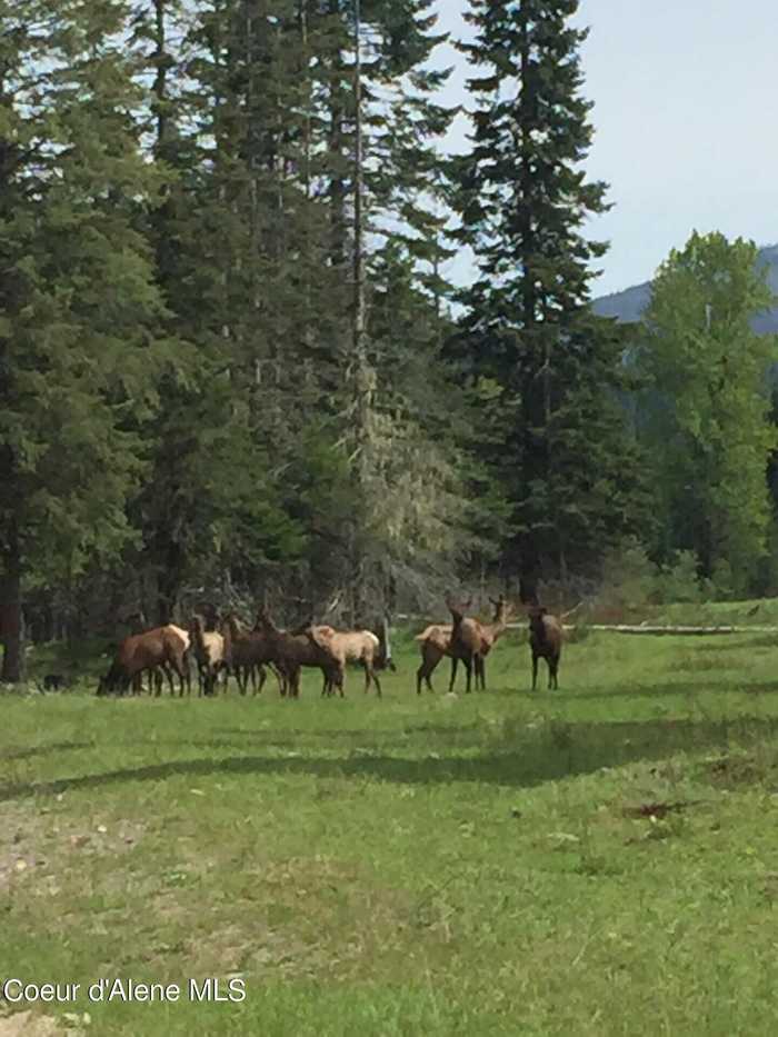 photo 2: 828 W Fork Eagle Creek Road, Wallace ID 83873