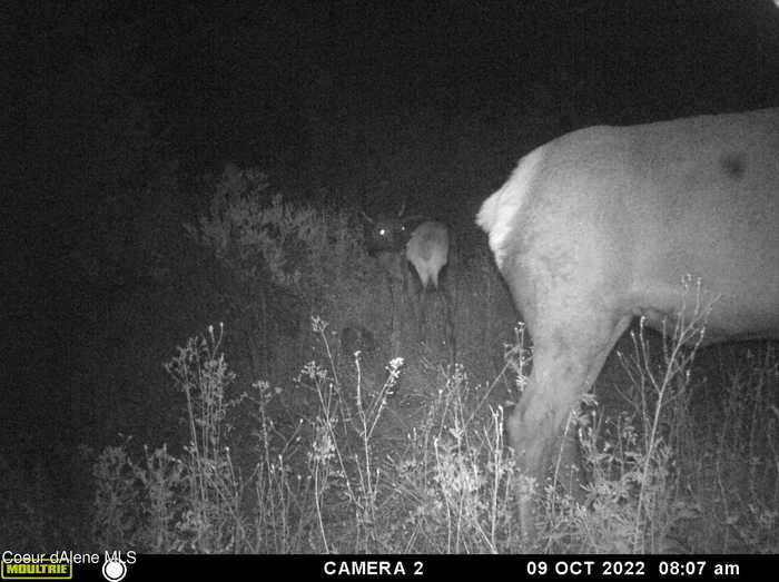 photo 37: TBD Burke 34.38 Acres Road, Wallace ID 83873