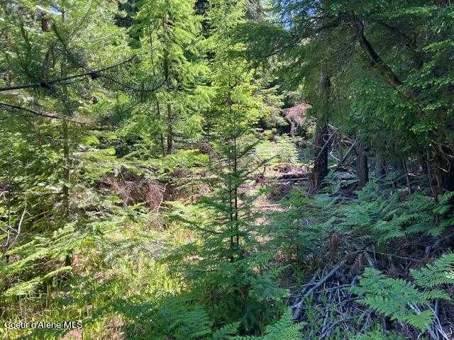 photo 2: NNA Toad Road  ( 5acres), Priest River ID 83856