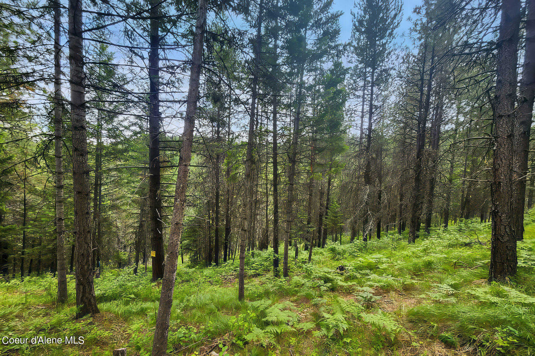 photo 3: 40 Acres W Cougar Gulch Rd, Coeur d'Alene ID 83814