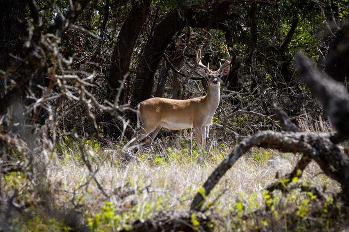 photo 30: Fire Rock Trl, Fredericksburg TX 78624