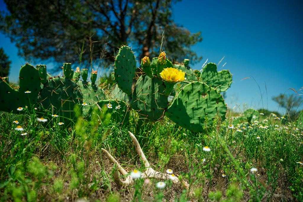 photo 1: Ranch Rd 2291, Menard TX 76859