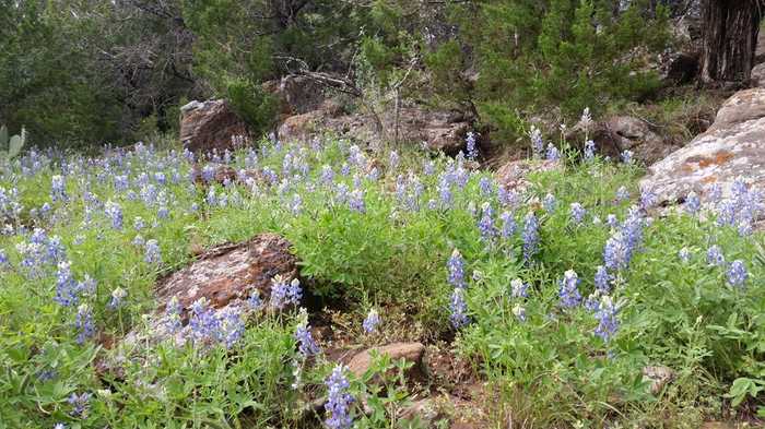 photo 9: Cedar Trail, Mason TX 76856