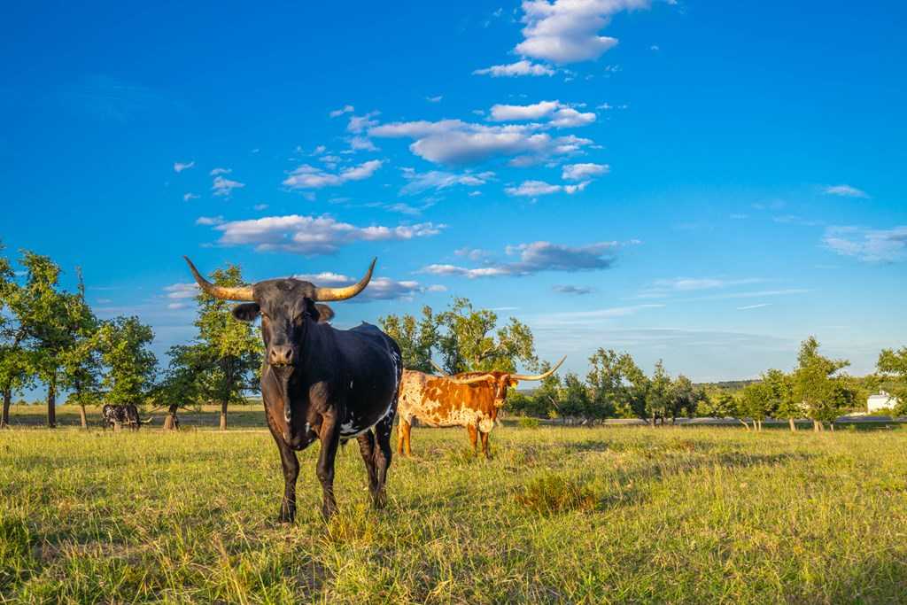 photo 2: US Hwy 87, Fredericksburg TX 78624