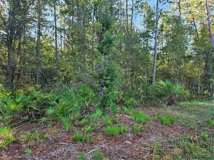 photo 2: SE HWY 19 LOT 18 Highway, Inglis FL 34449