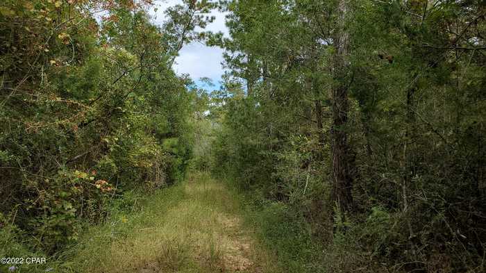 photo 6: Buttercup Lane, Marianna FL 32446