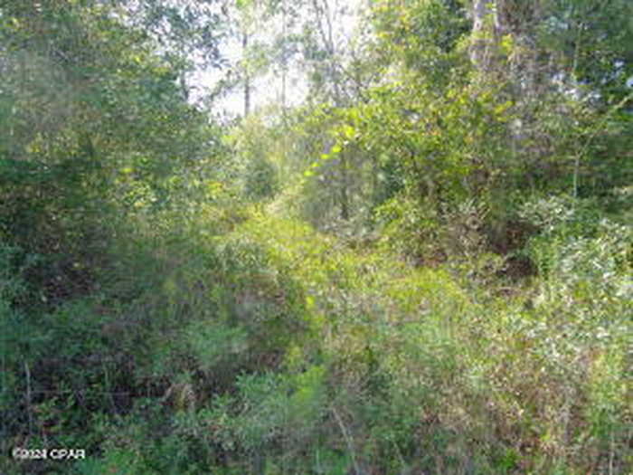 photo 3: Lot 7&8 NW Lake Mckenzie Boulevard, Altha FL 32421