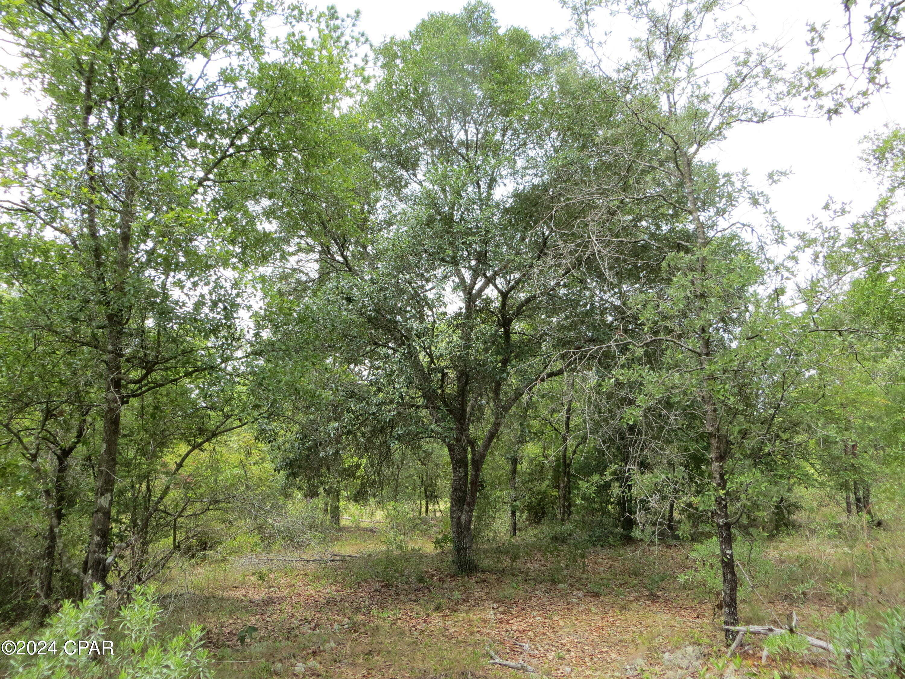 photo 1: Moss Hill Road, Chipley FL 32428