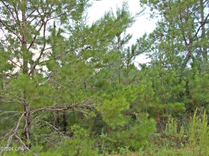 photo 2: Lot 20 Starling Avenue, Marianna FL 32448