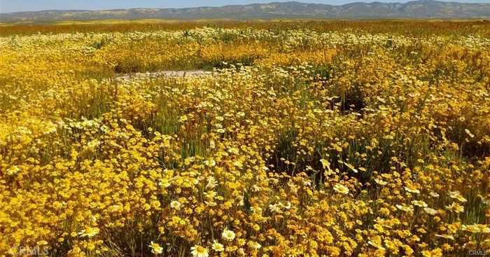 photo 2: Buffalo - C, California Valley CA 93453