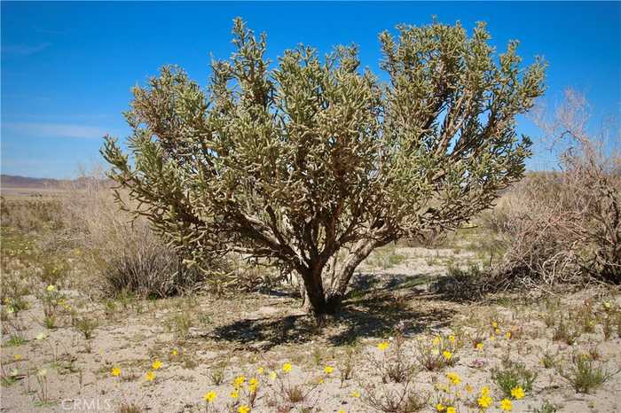 photo 24: 65600 Twentynine Palms, Joshua Tree CA 92252