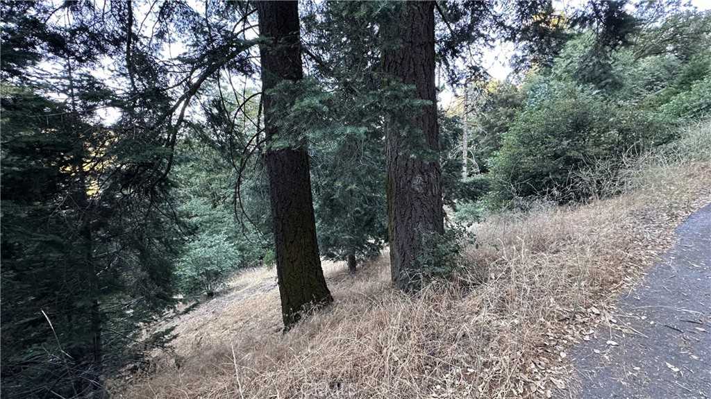 photo 2: Fir, Cedarpines Park CA 92322