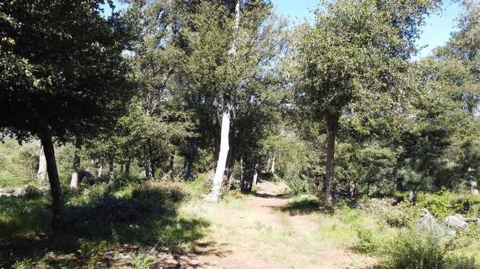 photo 2: Toyon Mountain Ln., Julian CA 92036