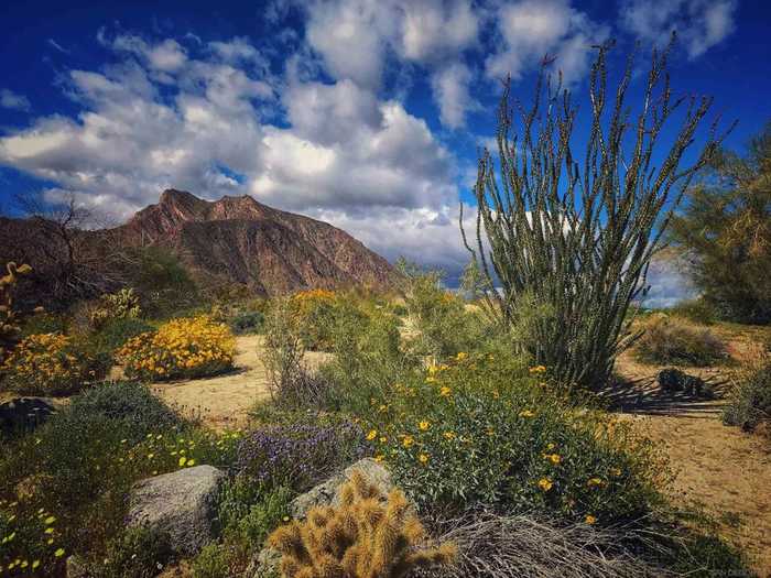 photo 7: Palm Canyon Dr., Borrego Springs CA 92004