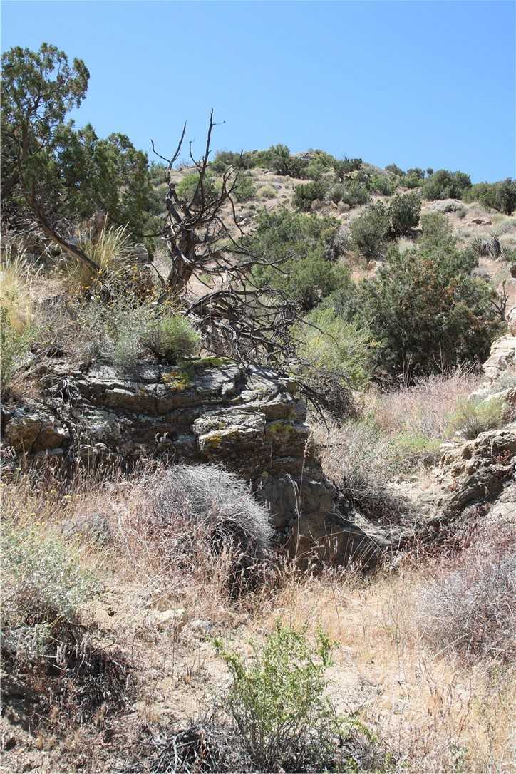 photo 2: 37 Lot 37 Samel Road, Morongo Valley CA 92256