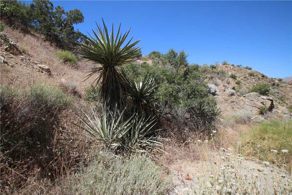 photo 3: 37 Lot 37 Samel Road, Morongo Valley CA 92256