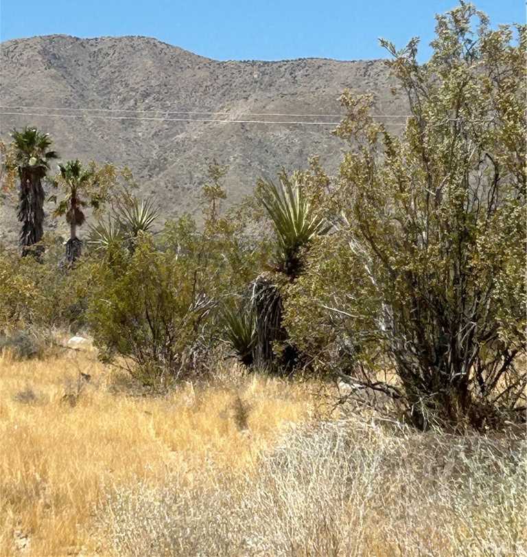 photo 2: Green Trl., Morongo Valley CA 92256