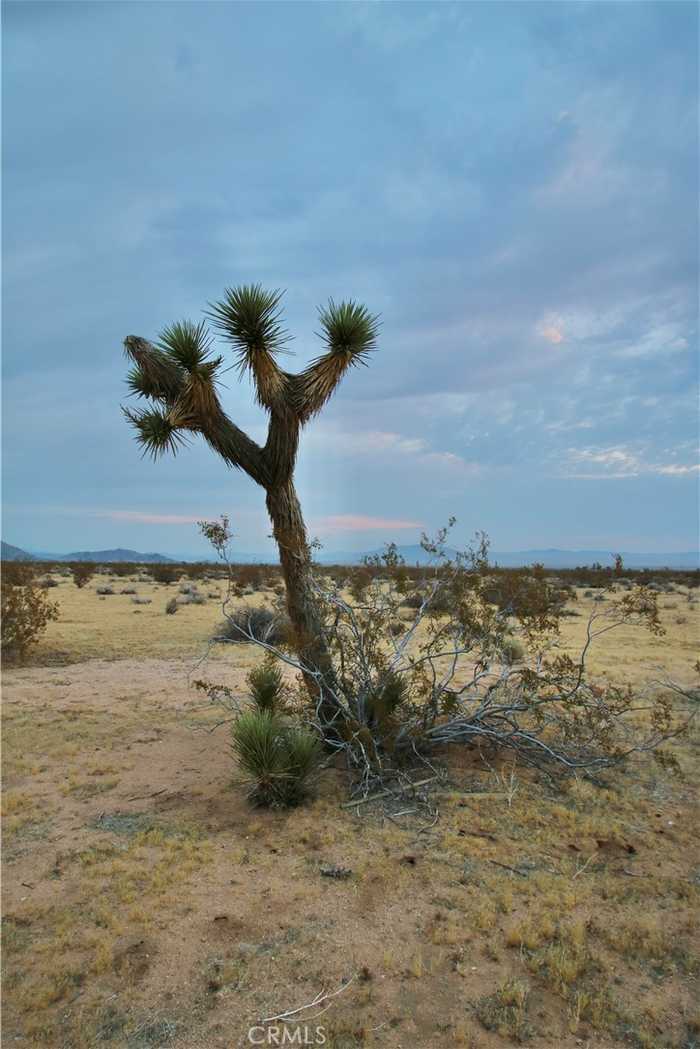 photo 24: Venus Street, Joshua Tree CA 92252