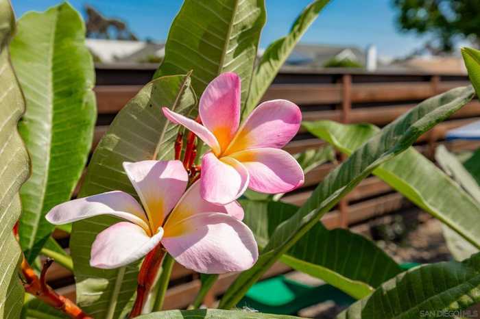 photo 37: 127 Warner Street, Oceanside CA 92058