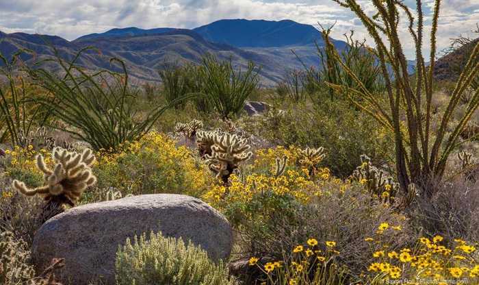 photo 1: Palm Canyon Dr., Borrego Springs CA 92004