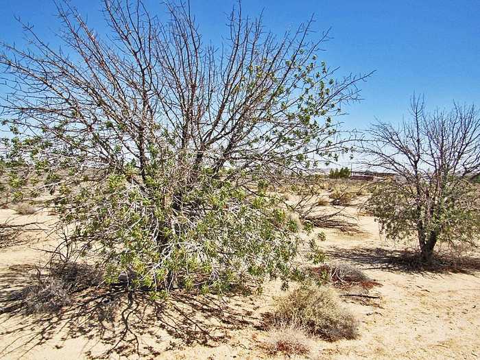 photo 7: Silver Valley Road, Newberry Springs CA 92365