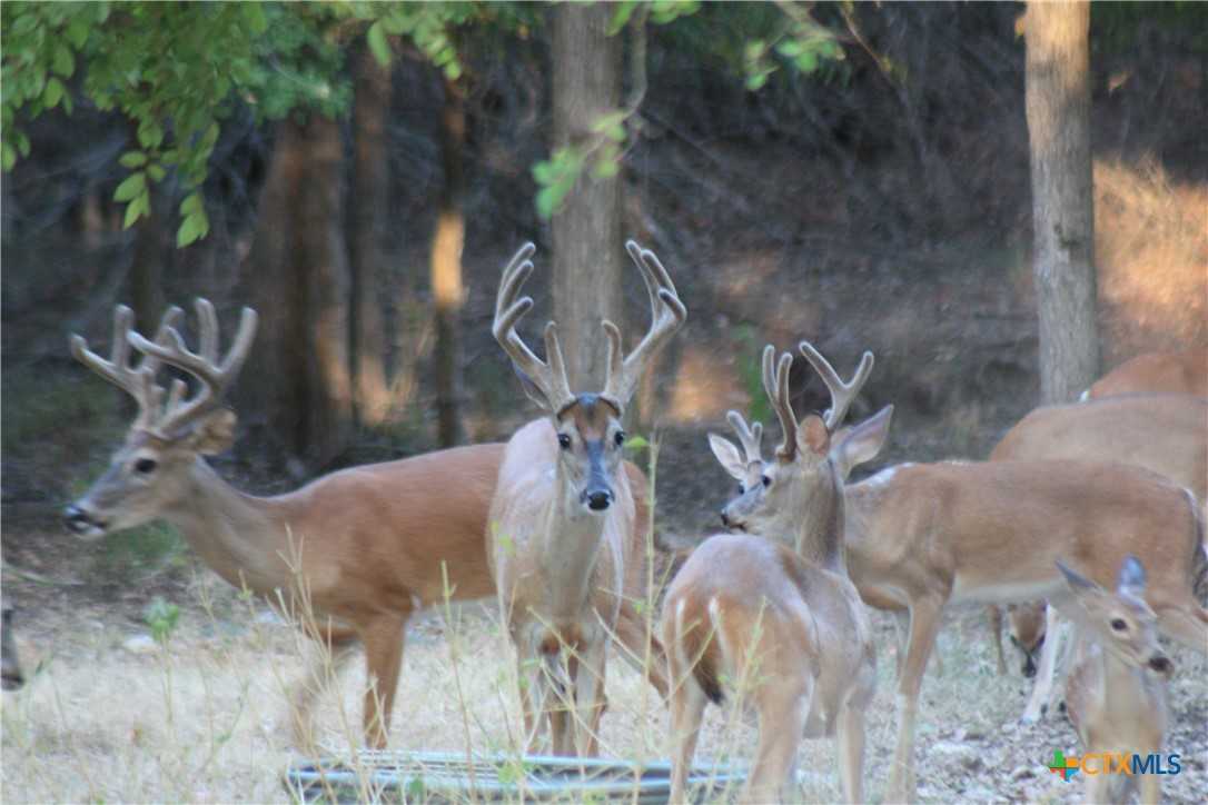 photo 2: 602 CR 245, Gatesville TX 76528