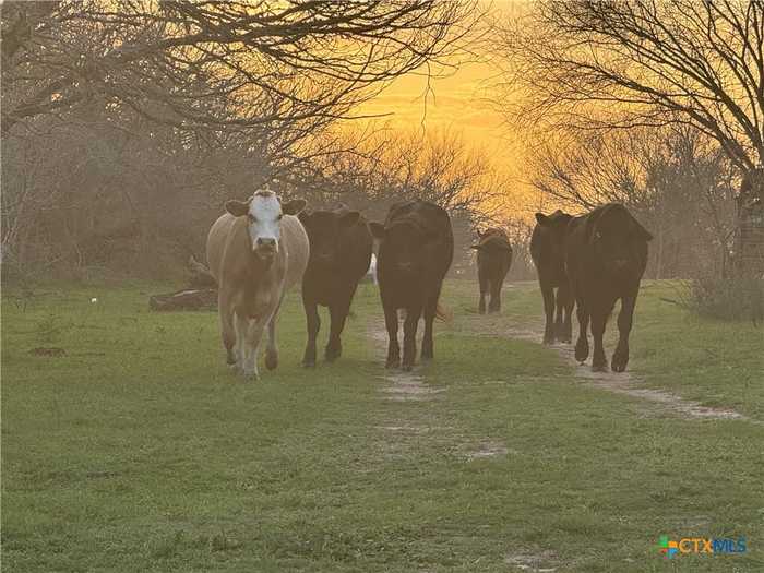 photo 21: Charco RD, Yorktown TX 78164