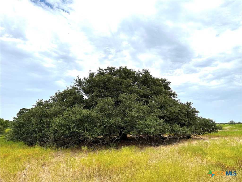 photo 3: TBD Tract 2  18.47 ac. County Road 265, Gatesville TX 76528