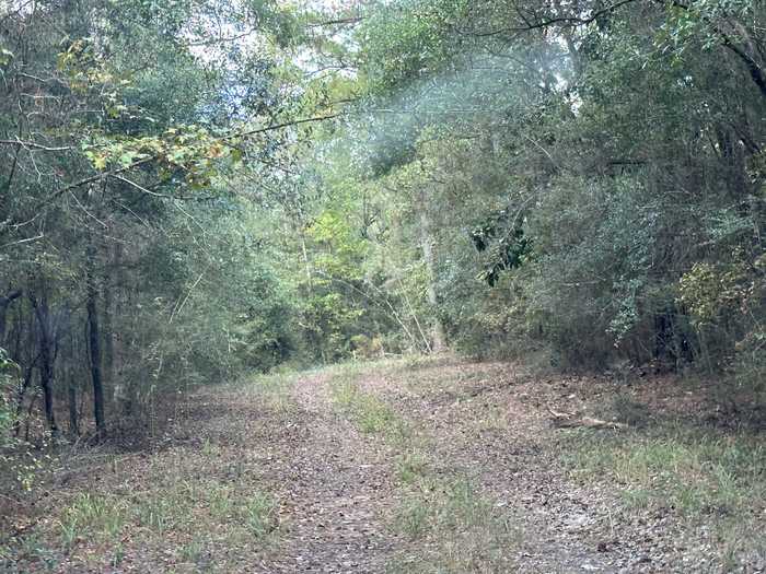 photo 17: 128.57 AC Lacey Lane, Crestview FL 32536