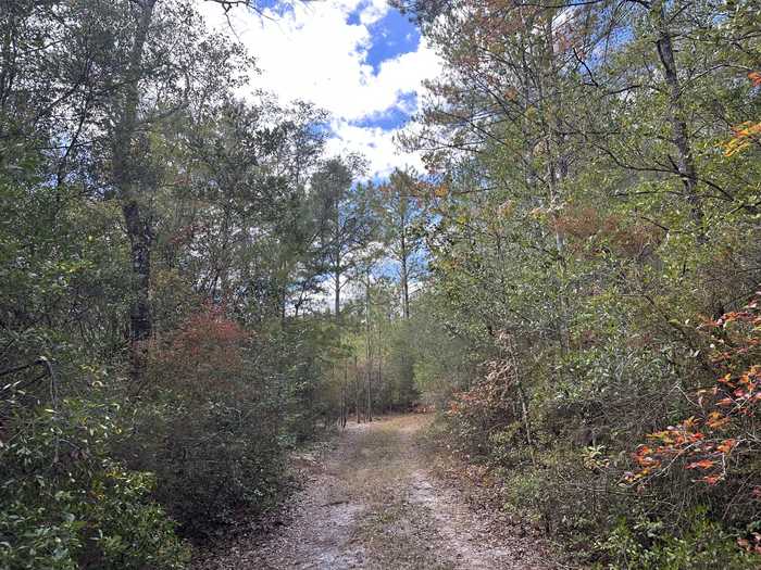 photo 2: 128.57 AC Lacey Lane, Crestview FL 32536