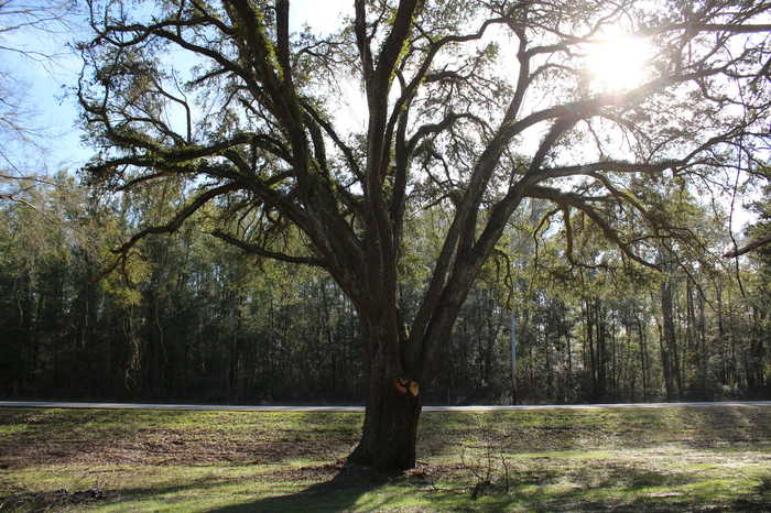 photo 32: 1193 Highway 10A, Ponce De Leon FL 32455